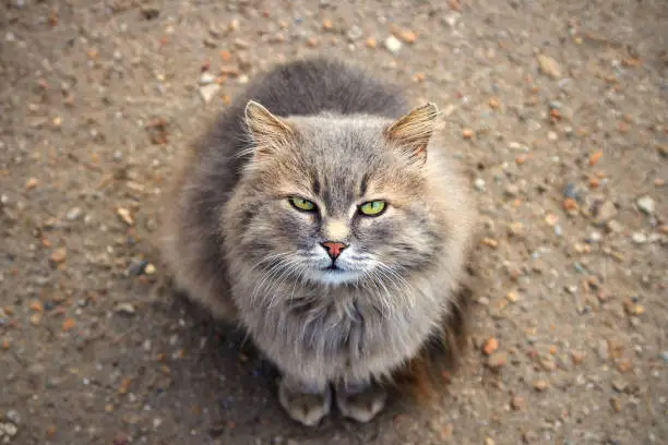 wild, feral cat with green eyes looking at you