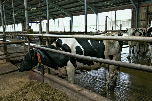 istock Cows in a stable on a dairy farm. 1079330424
