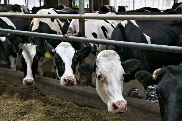 istock Cows in a stable on a dairy farm. 1079330430