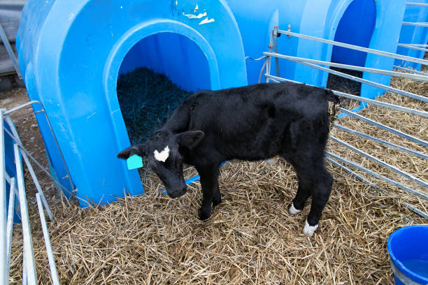Germany: A calf stand in the stable and look into the camera.