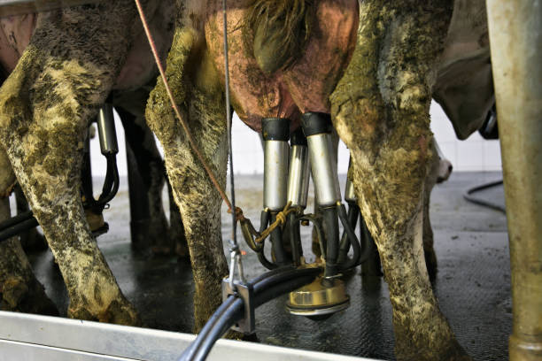 istock Cow milking automatic system in the dairy farm. 1079331244