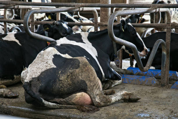 Calves sunbathing on pasture in rural area