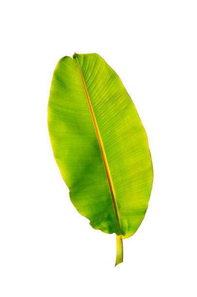 istock tropical banana palm leaf isolated on white background 1079337014