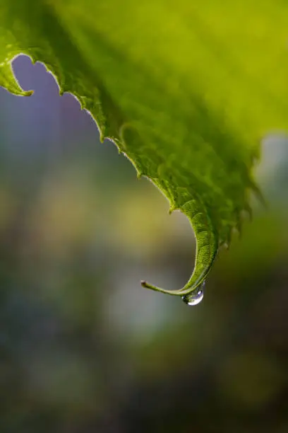 Clear drop of water on a vine leaf