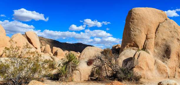 istock Joshua Tree National Park 1079345296