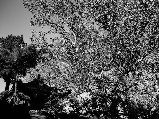 istock The dense leaves in the park have a strong visual effect. 1079360418