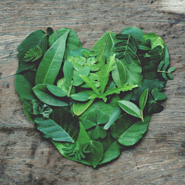 istock Creative artwork layout of assorted green leafs arranged into heart shape, eco friendly romantic love concept, copy space 1079360628