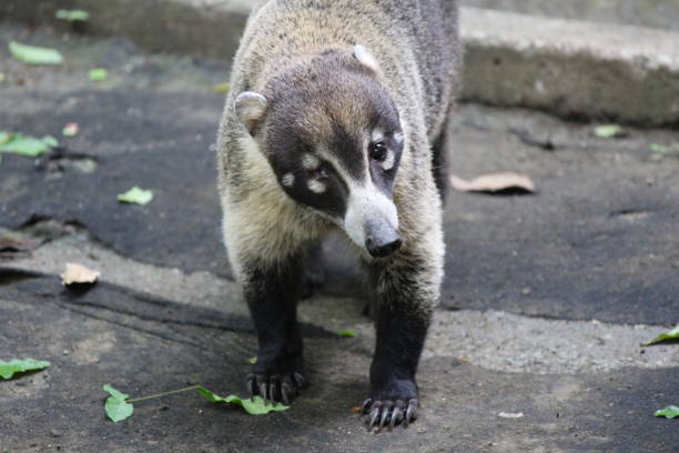 istock Animals in the forests of Panama 1079362842
