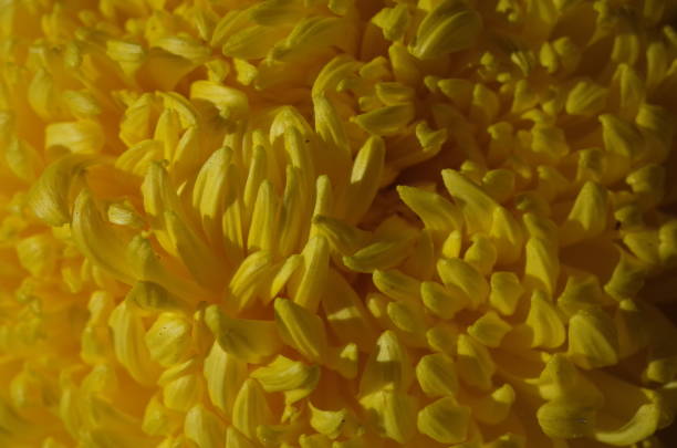 istock Chrysanthemum - 'Atsumono' Macro, YellowWhite 1079427896