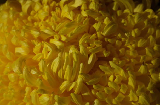 istock Chrysanthemum - 'Atsumono' Macro, YellowWhite 1079427908