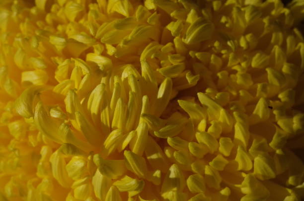 istock Chrysanthemum - 'Atsumono' Macro, YellowWhite 1079427914