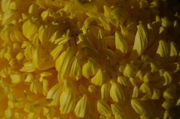 istock Chrysanthemum - 'Atsumono' Macro, YellowWhite 1079427924