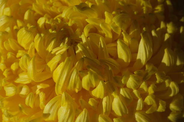 istock Chrysanthemum - 'Atsumono' Macro, YellowWhite 1079427932