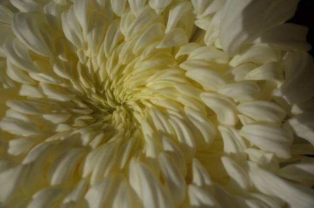 istock Chrysanthemum - 'Atsumono' Macro, White and Light Cream 1079428088