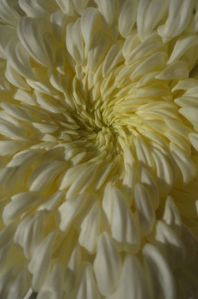 istock Chrysanthemum - 'Atsumono' Macro, White and Light Cream 1079428122
