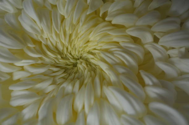 istock Chrysanthemum - 'Atsumono' Macro, White and Light Cream 1079428156