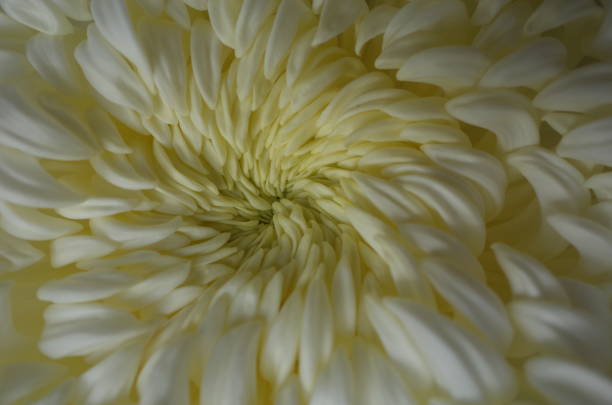 istock Chrysanthemum - 'Atsumono' Macro, White and Light Cream 1079428160