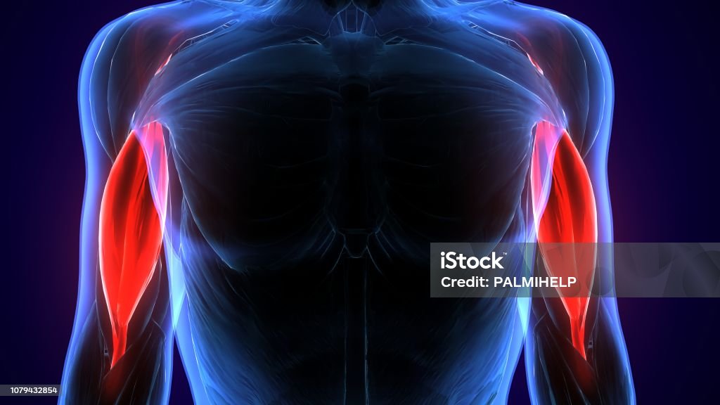 3d illustration medically accurate illustration of the biceps The biceps, also biceps brachii  is a large muscle that lies on the front of the upper arm between the shoulder and the elbow. Both heads of the muscle arise on the scapula and join to form a single muscle belly which is attached to the upper forearm. Anatomy Stock Photo