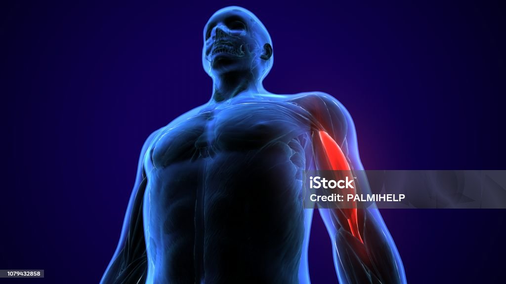 3d illustration medically accurate illustration of the biceps The biceps, also biceps brachii  is a large muscle that lies on the front of the upper arm between the shoulder and the elbow. Both heads of the muscle arise on the scapula and join to form a single muscle belly which is attached to the upper forearm. Anatomy Stock Photo