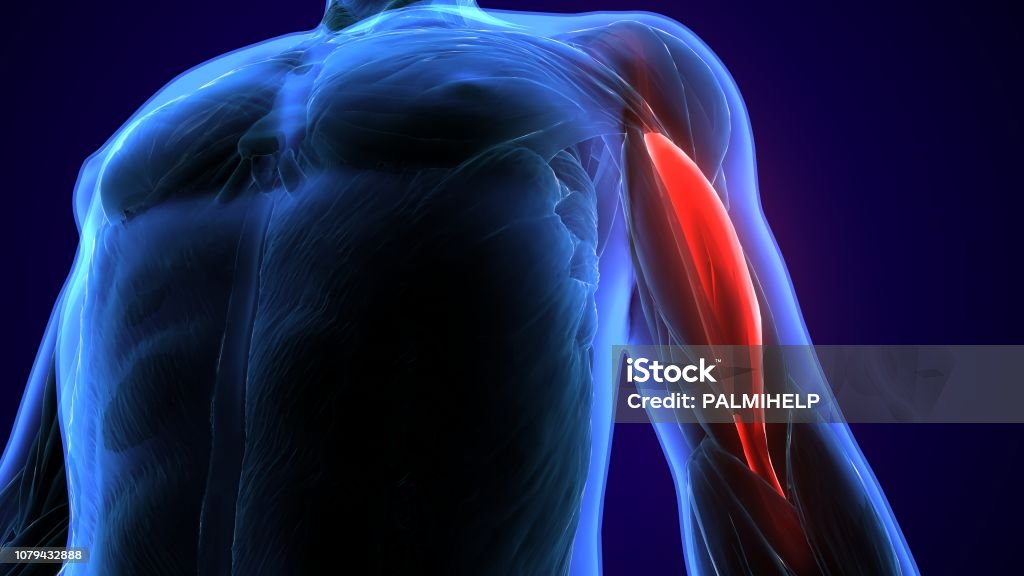 3d illustration medically accurate illustration of the biceps The biceps, also biceps brachii  is a large muscle that lies on the front of the upper arm between the shoulder and the elbow. Both heads of the muscle arise on the scapula and join to form a single muscle belly which is attached to the upper forearm. Anatomy Stock Photo