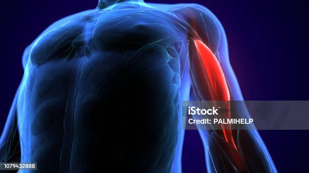 3d Illustration Medically Accurate Illustration Of The Biceps Stock Photo - Download Image Now