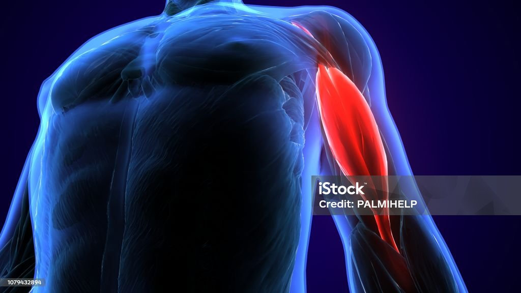 3d illustration medically accurate illustration of the biceps The biceps, also biceps brachii  is a large muscle that lies on the front of the upper arm between the shoulder and the elbow. Both heads of the muscle arise on the scapula and join to form a single muscle belly which is attached to the upper forearm. Anatomy Stock Photo