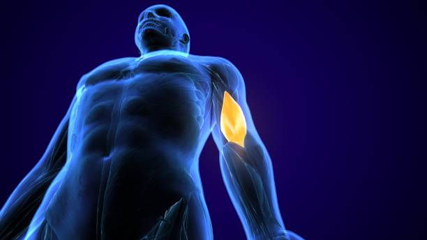 istock 3d rendered, medically accurate illustration of the brachialis 1079433172