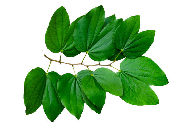 istock Chongkho leaves Isolate Bouquet decorate the design 1079433262