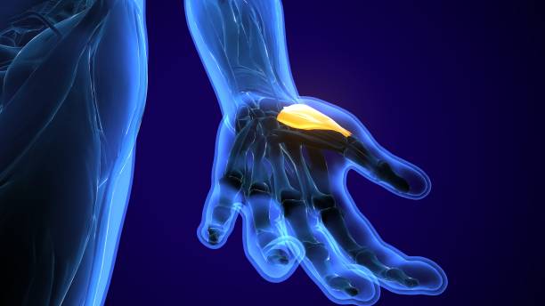The extensor digitorum muscle is a muscle of the posterior forearm present in humans and other animals. It extends the medial four digits of the hand. Extensor digitorum is innervated by the posterior interosseous nerve, which is a branch of the radial nerve.