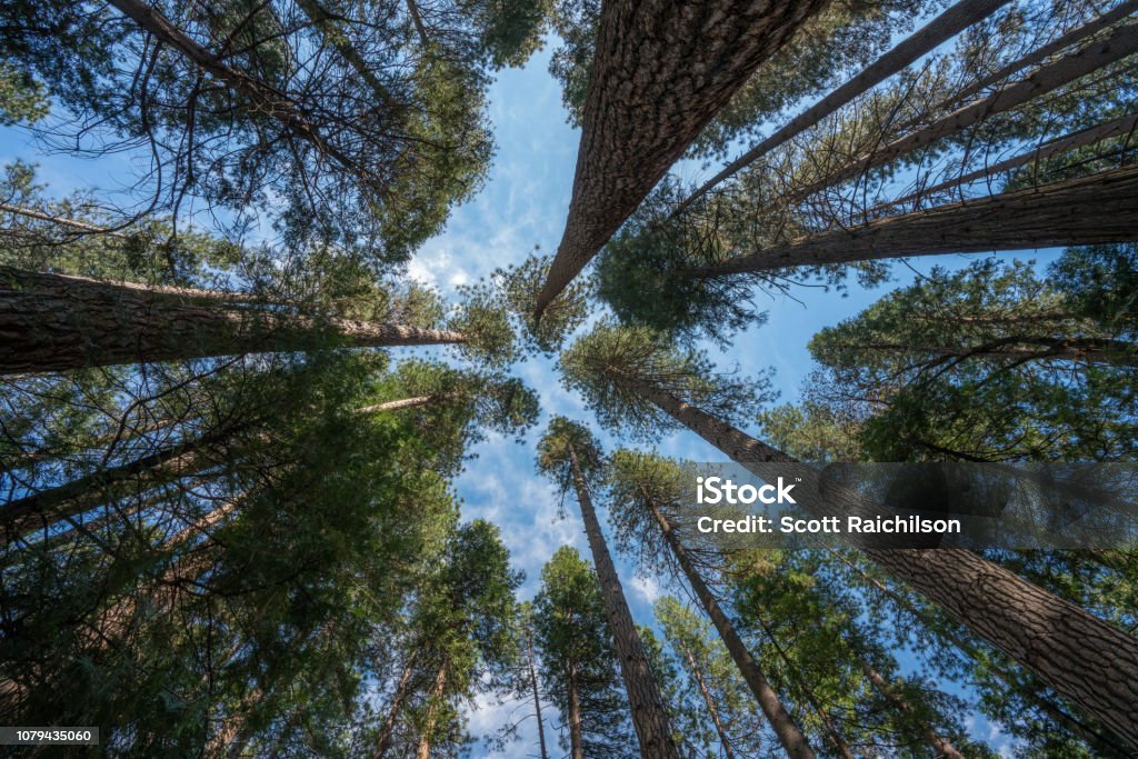 Forest Canopy Tree Canopy in Canada. Never forget to look up! The forest canopy never ceases to amaze me. Canada Stock Photo