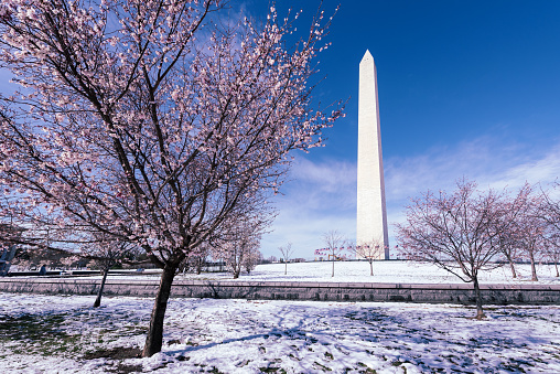 Washington Monument And Cherry Blossoms in snow, Washington DC< USA