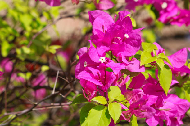 istock Bougainvillie in Cha Am 1079440286
