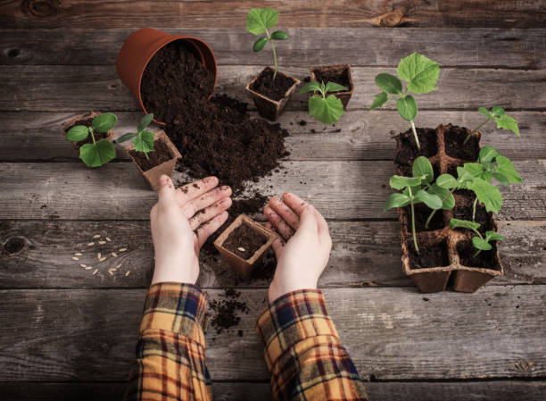 istock hand and cucumber seedlings on a wooden table 1079461688