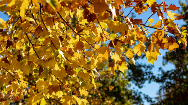 istock Yellow autumn leaves on a tree branch on a blue sunny sky 1079470868
