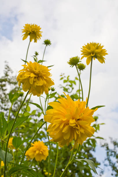 istock Yellow chrysanthemum flower. 1079478532