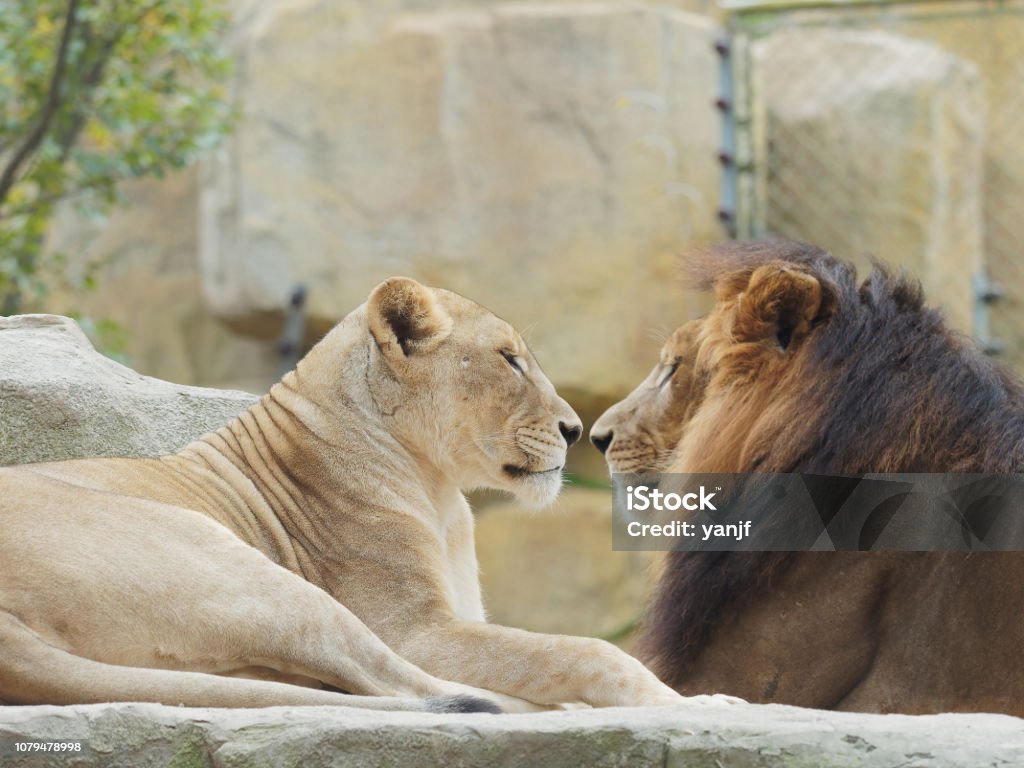 Portrait of lion and lioness, face to face, funny relationship, focused on the lioness, female one. Lion - Feline Stock Photo