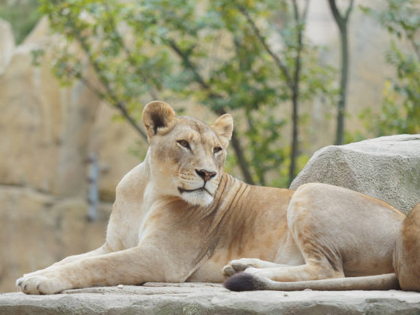 istock Female lion, Lioness on the ground. 1079480154
