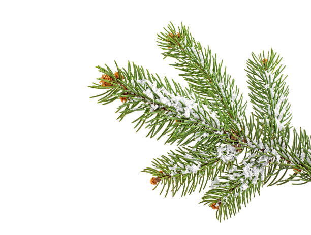 istock Christmas tree branch with snow, white background. 1079486864