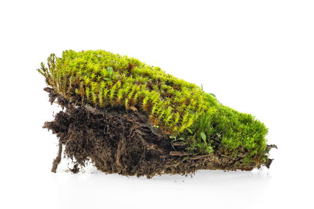 istock Green forest moss isolated on white background, closeup. 1079486960