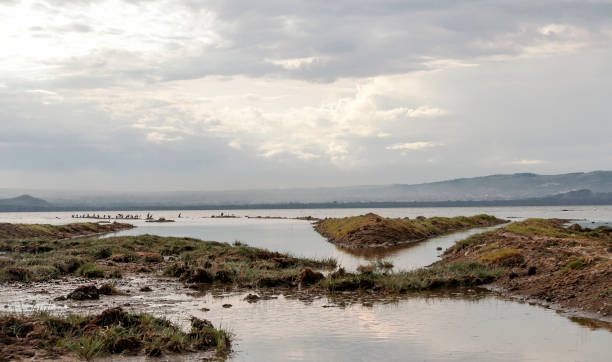 Lake in Kenya Lake in the jungle of Kenya under a cloudy sky lake nakuru national park stock pictures, royalty-free photos & images