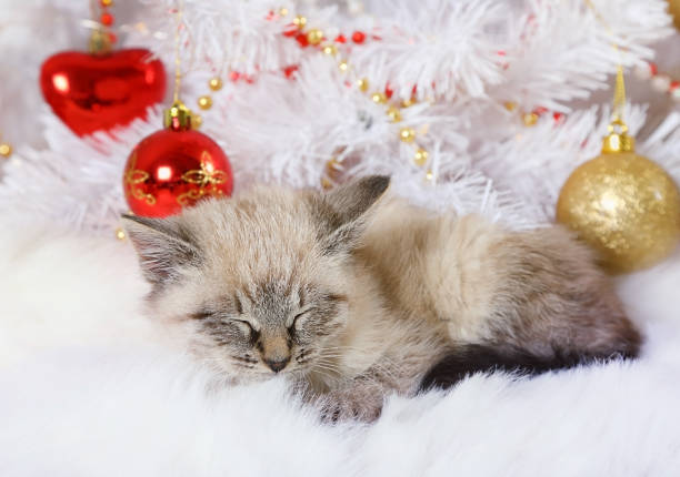 istock Little kitten fell asleep under the Christmas tree 1079496824