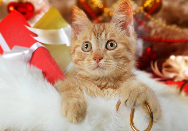 istock Lovely kitten lying in a basket 1079496856