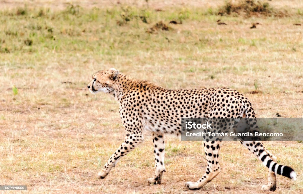 Jaguar In Kenya Stock Photo - Download Image Now - Africa, Animal, Animal Body Part - iStock Jaguar In Kenya Stock Photo - Download Image Now - Africa, Animal, Animal Body Part - iStock