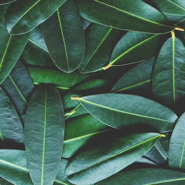 istock Green leaf arranged into pattern texture background, tropical nature relaxation wallpaper texture, copy space 1079504948