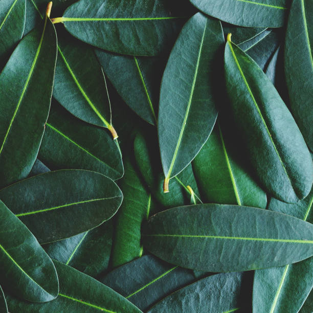 istock Green leaf arranged into pattern texture background, tropical nature relaxation wallpaper texture, copy space, 1:1 1079504990