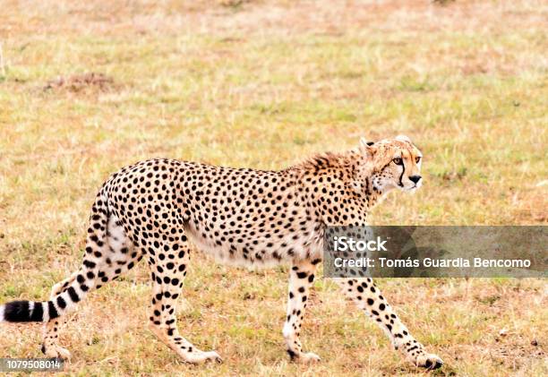 Jaguar In Kenya Stock Photo - Download Image Now - Africa, Animal, Animal  Body Part - iStock