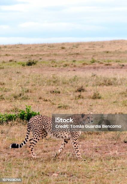 Jaguar In Kenya Stock Photo - Download Image Now - Africa, Animal, Animal Body Part - iStock Jaguar In Kenya Stock Photo - Download Image Now - Africa, Animal, Animal Body Part - iStock
