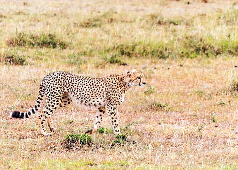 Jaguar In Kenya Stock Photo - Download Image Now - Africa, Animal, Animal  Body Part - iStock