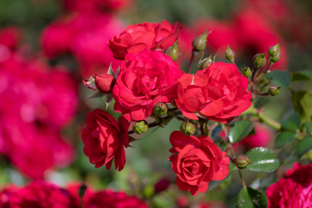 istock Rose flower on a blur background flower 1079514790