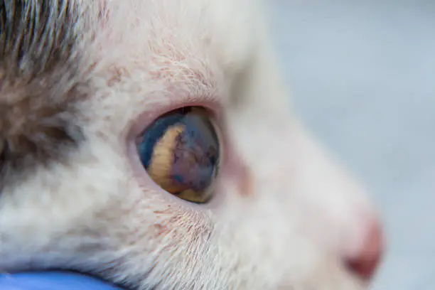 Photo of Adult cat with corneal ulcer